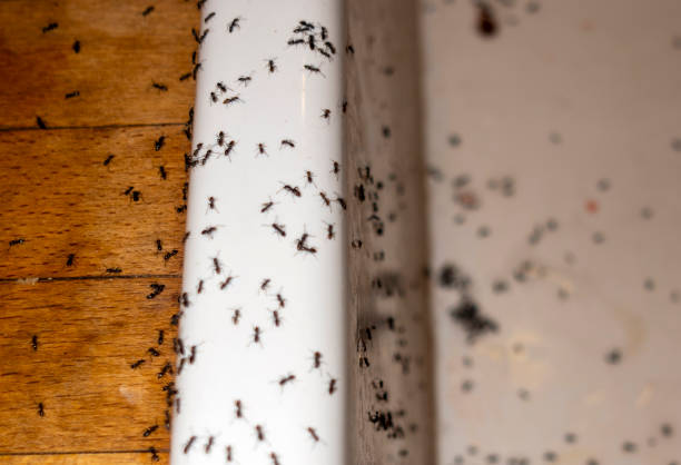 Best Wildlife Control Services  in Wellington, UT
