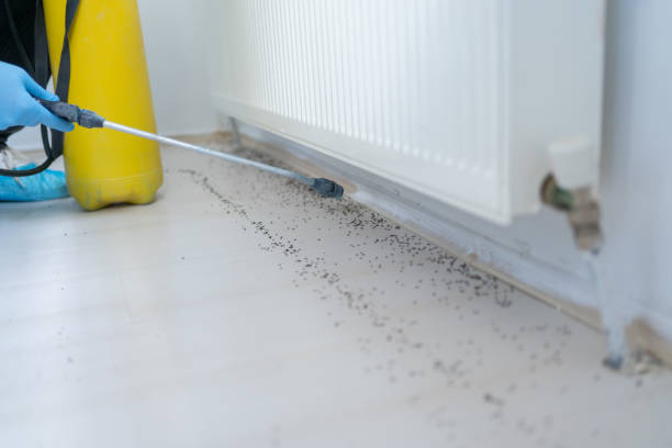Best Bed Bug Extermination  in Wellington, UT